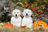 PUP 08 SS0020 01
Two Golden Retriever Puppies Sitting By Pumpkins And Autumn Leaves