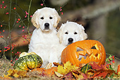 PUP 08 SS0021 01
Two Golden Retriever Puppies Sitting By Pumpkins And Gourds