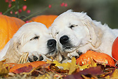 PUP 08 SS0022 01
Close-Up Of Two Golden Retriever Puppies Sleeping By Pumpkins