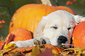 PUP 08 SS0023 01
Close-Up Of Golden Retriever Puppy Sleeping By Pumpkins