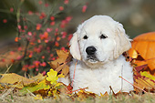 PUP 08 SS0024 01
Golden Retriever Puppy Laying By Pumpkin And Autumn Leaves