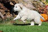 PUP 08 SS0025 01
Golden Retriever Puppy Playing On Grass By Jack O'Lantern