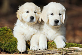 PUP 08 SS0026 01
Two Golden Retriever Puppies Laying On Moss Covered Log