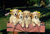 PUP 08 CE0007 01
Four Golden Retriever Puppies Sitting In Wooden Cart