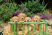 PUP 08 CE0008 01
Four Golden Retriever Puppies Sitting In Cart By Shrubs