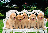 PUP 08 CE0010 01
Five Golden Retriever Puppies Sitting On White Iron Bench