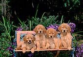 PUP 08 CE0011 01
Four Golden Retriever Puppies Sitting On Bench By Purple Flowers