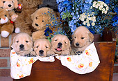 PUP 08 CE0012 01
Four Golden Retriever Puppies Peeking From Wooden Cradle By Flowers & Toys