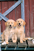 PUP 08 CE0013 01
Two Golden Retriever Puppies Sitting On Dock By Boathouse