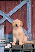 PUP 08 CE0014 01
Golden Retriever Puppy Sitting On Dock By Boathouse