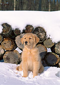 PUP 08 CE0020 01
Golden Retriever Puppy Sitting On Snow By Woodpile
