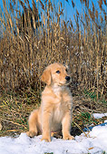 PUP 08 CE0022 01
Golden Retriever Puppy Sitting On Snow By Reeds
