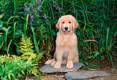 PUP 08 CE0023 01
Golden Retriever Puppy Sitting On Flagstone In Garden