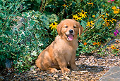 PUP 08 CE0024 01
Golden Retriever Puppy Sitting In Garden By Flowers