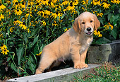 PUP 08 CE0027 01
Golden Retriever Puppy Stepping On Garden Wall By Flowers