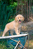 PUP 08 CE0030 01
Golden Retriever Puppy Standing In Old Rowboat By Grass And Fence
