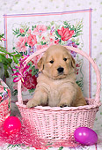 PUP 08 CE0031 01
Golden Retriever Puppy Sitting In Pink Easter Basket
