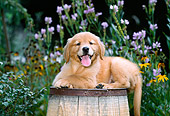 PUP 08 CE0032 01
Golden Retriever Puppy Laying On Barrel In Garden