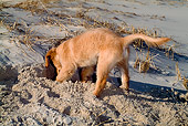PUP 08 CE0037 01
Golden Retriever Puppy Digging Hole At Beach