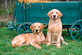 PUP 08 CE0040 01
Two Golden Retriever Puppies Sitting On Grass By Hay Wagon