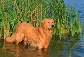 PUP 08 CE0042 01
Golden Retriever Puppy Wading In Shallow Water By Reeds