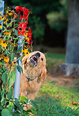 PUP 08 CE0043 01
Golden Retriever Puppy Drinking From Spigot By Flowers