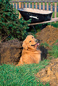 PUP 08 CE0044 01
Golden Retriever Puppy Sitting In Large Hole By Tree And Wheelbarrow