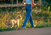 PUP 08 DB0001 01
Golden Retriever Puppy Walking With Owner On Leash