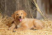 PUP 08 DC0002 01
Portrait Of Golden Retriever Laying On Hay In Barn