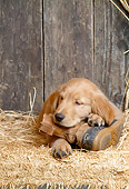 PUP 08 DC0003 01
Golden Retriever Puppy Laying On Boot In Barn