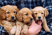 PUP 08 DS0001 01
Close-Up Of Three Golden Retrievers Puppies Being Held In Arms