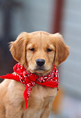 PUP 08 DS0002 01
Close-Up Of Golden Retriever Puppy Sitting Wearing Red Bandana