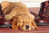 PUP 08 DS0004 01
Golden Retriever Puppy Sleeping Between Hiking Boots On Red Porch