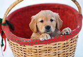 PUP 08 DS0005 01
Golden Retriever Puppy Sitting In Wicker Basket In Snow