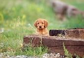 PUP 08 DS0008 01
Golden Retriever Puppy Sitting By Wooden Beams