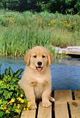 PUP 08 FA0001 01
Golden Retriever Puppy Sitting By Pond
