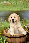 PUP 08 FA0003 01
Golden Retriever Puppy Sitting In Wooden Bucket By Pond