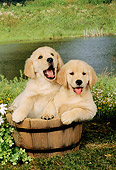 PUP 08 FA0004 01
Two Golden Retriever Puppies Sitting In Wooden Bucket By Pond