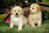 PUP 08 FA0008 01
Two Golden Retriever Puppies Sitting By Wagon Wheel