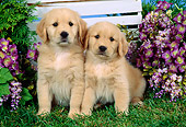 PUP 08 FA0009 01
Two Golden Retriever Puppies Sitting By Trellis And Purple Flowers