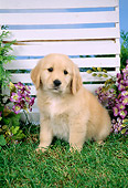 PUP 08 FA0010 01
Golden Retriever Puppy Sitting By Trellis And Purple Flowers
