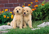 PUP 08 FA0012 01
Two Golden Retriever Puppies Sitting On Grass By Orange Flowers