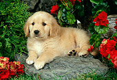PUP 08 FA0014 01
Golden Retriever Puppy Laying By Red Flowers