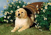 PUP 08 FA0015 01
Golden Retriever Puppy Laying In Barrel By Flowers