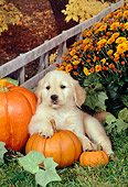 PUP 08 FA0017 01
Golden Retriever Puppy Laying By Pumpkins