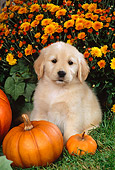 PUP 08 FA0018 01
Golden Retriever Puppy Laying By Pumpkins
