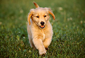 PUP 08 GR0004 01
Golden Retriever Puppy Running On Grass Towards Camera