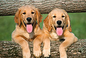 PUP 08 GR0014 01
Head Shot Of Two Golden Retriever Puppies Leaning Between Two Logs