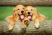 PUP 08 GR0014 03
Head Shot Of Two Golden Retriever Puppies Leaning Between Two Logs