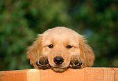 PUP 08 GR0018 01
Head Shot Of Golden Retriever Puppy Sitting In Barrel